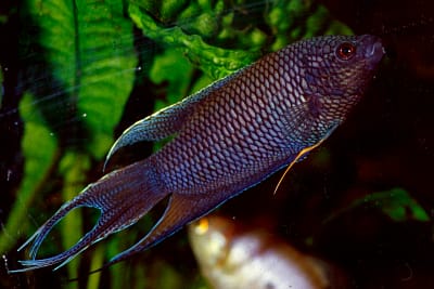 MACROPODUS ERYTHROPTERUS