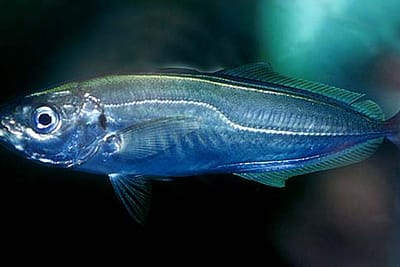 SUGARELLO - Trachurus trachurus