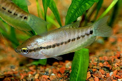 TRICHOGASTER PECTORALIS