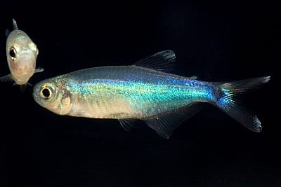 TETRA BLU - Boehlkea fredcochui