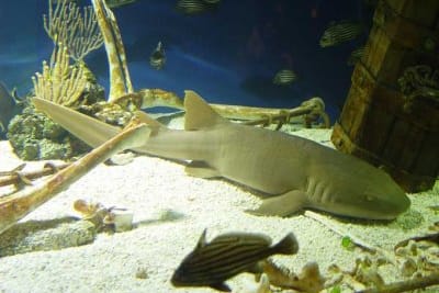 SQUALO NUTRICE CODACORTA - Pseudoginglymostoma brevicaudatum