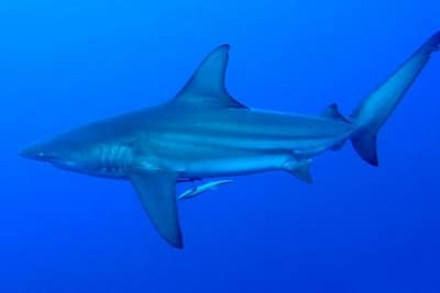 CARCHARHINUS AMBOINENSIS
