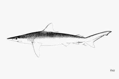 CARCHARHINUS MACROPS