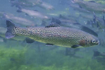 TROTA IRIDEA - Oncorhynchus mykiss