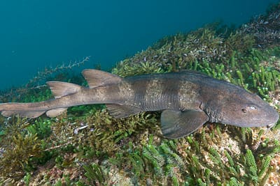 SQUALO CIECO - Brachaelurus waddi