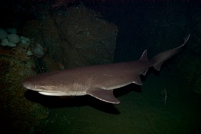 SQUALO MANZO - Heptranchias perlo