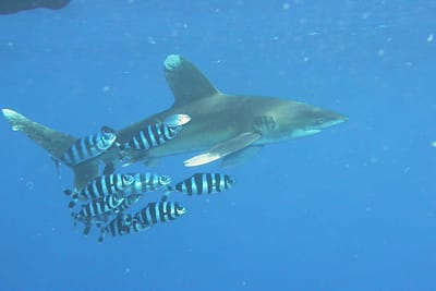 SQUALO LONGIMANUS - Carcharhinus longimanus