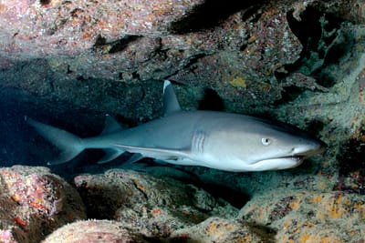 SQUALO DALLE PUNTE ARGENTEE - Carcharhinus albimarginatus