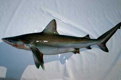 SQUALO NASUTO - Carcharhinus altimus