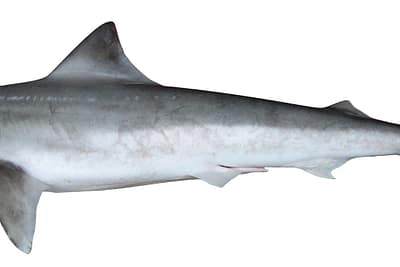 SQUALO DEL BORNEO - Carcharhinus borneensis