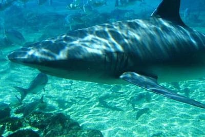 SQUALO NERVOSO - Carcharhinus cautus