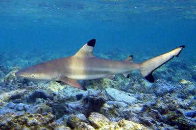 SQUALO PINNA NERA DEL REEF - Carcharhinus melanopterus