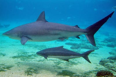 SQUALO BRUNO - Carcharhinus obscurus