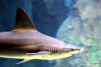 SQUALO GRIGIO - Carcharhinus plumbeus