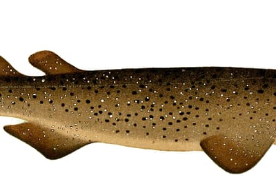 RONCO - Echinorhinus brucus