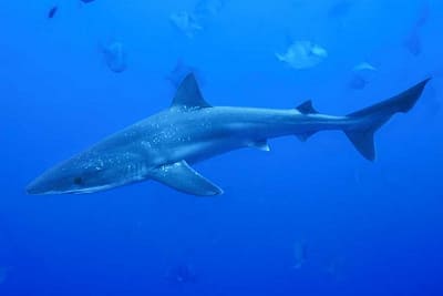 SQUALO GALEO - Galeorhinus galeus