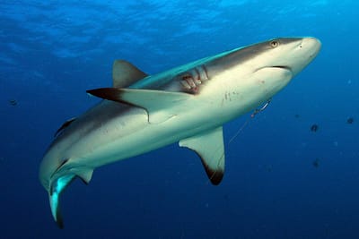 SQUALO GRIGIO DEL REEF - Carcharhinus amblyrhynchos