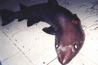 CAGNACCIO OCCHIOGROSSO - Odontaspis noronhai