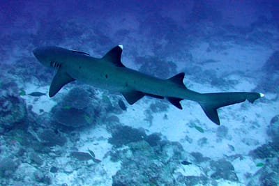 SQUALO PINNA BIANCA DEL REEF - Triaenodon obesus