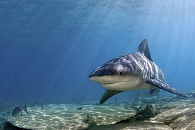 SQUALO LEUCA - Carcharhinus leucas