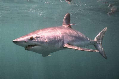 CAGNACCIO - Odontaspis ferox