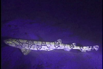 FALSO GATTUCCIO - Pseudotriakis microdon