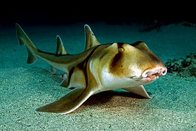 SQUALO DI PORT JACKSON - Heterodontus portusjacksoni