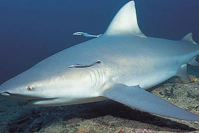 SQUALO DEL GANGE - Glyphis gangeticus