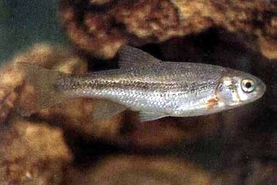 VAIRONE - Telestes muticellus