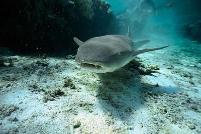 SQUALO NUTRICE FULVO - Nebrius ferrugineus