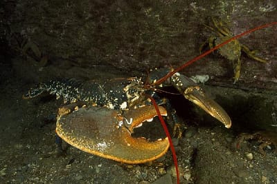 ASTICE EUROPEO - Homarus gammarus