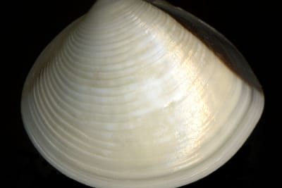 VONGOLA BIANCA DEL PACIFICO - Meretrix lyrata