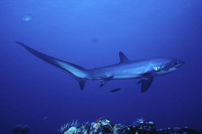 SQUALO VOLPE - Alopias vulpinus