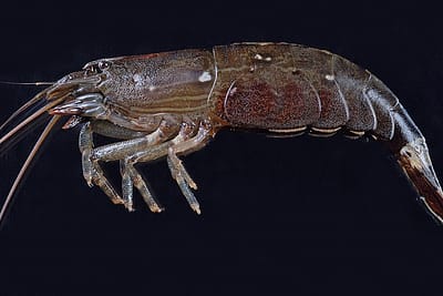 GAMBERO - Caridea Dana