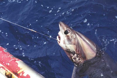 SQUALO VOLPE OCCHIONE - Alopias superciliosus