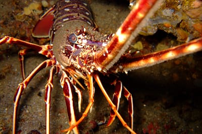 ARAGOSTA MEDITERRANEA