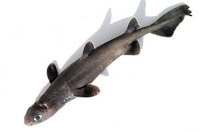 ZIGRINO - Dalatias licha