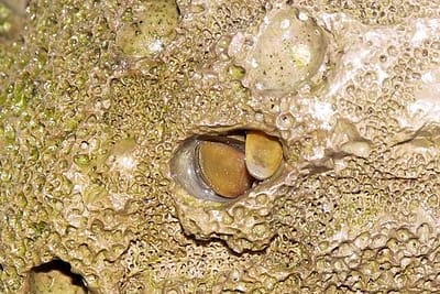 DATTERO DI MARE - Lithophaga lithophaga