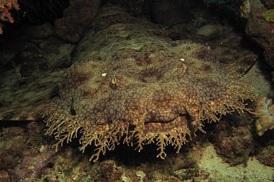 SQUALO TAPPETO TASSELLATO - Eucrossorhinus dasypogon