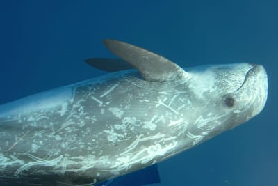 GRAMPO - Grampus griseus