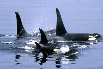 ORCA - Orcinus orca