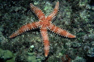 MARTASTERIA - Marthasterias glacialis