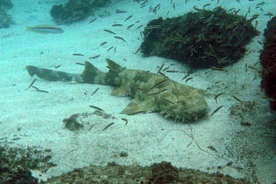 SQUALO TAPPETO MACULATO - Orectolobus maculatus