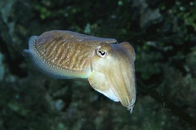 SEPPIA - Sepia officinalis