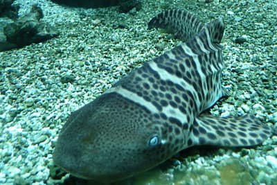 SQUALO ZEBRA -  Stegostoma fasciatum