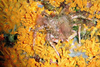 CAPRA DI FONDALE - Paromola cuvieri