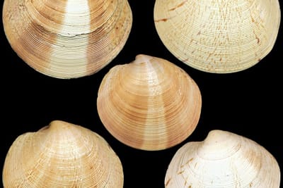 LUPINO - Dosinia exoleta