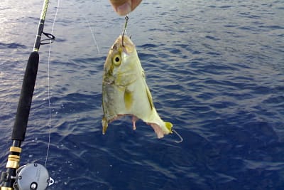 PESCA COL VIVO