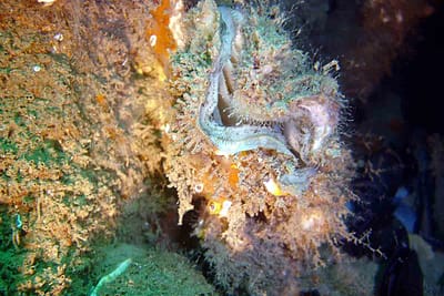 OSTRICA COMUNE - Ostrea edulis