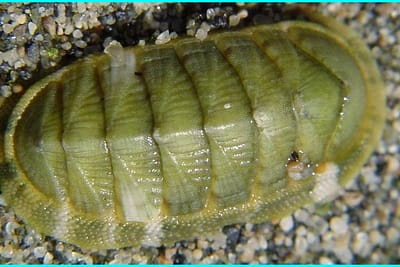 POLIPLACOFORI - Polyplacophora